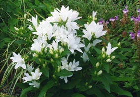Campanula glomerata 'Acaulis Alba'